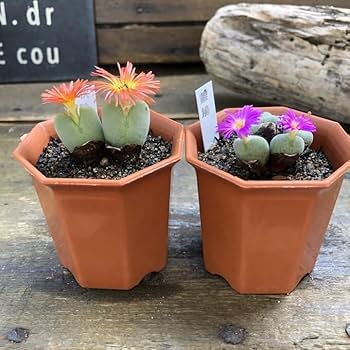 コノフィツム ピクツラツム CKF-2 コノフィツム ピクツラツム CKF-2 （大2頭 小2頭）